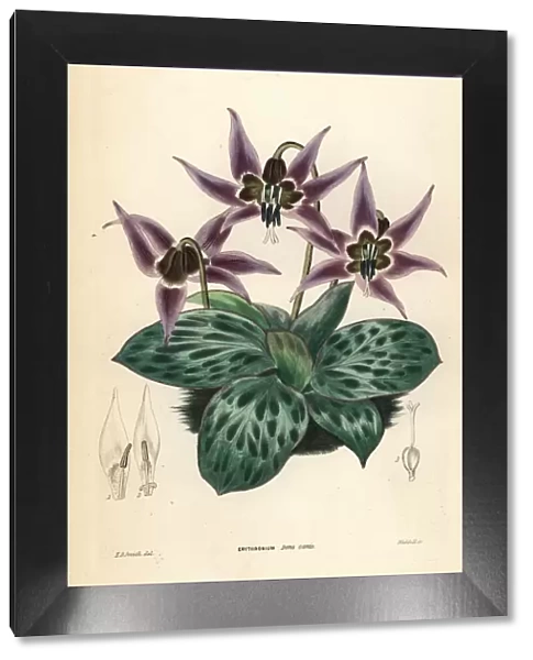 Dogtooth violet, Erythronium dens-canis