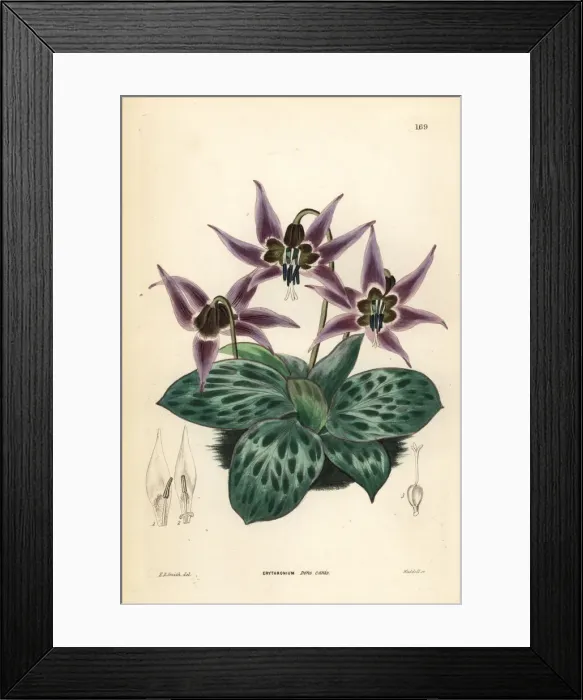 Framed Print : Dogtooth violet, Erythronium dens-canis Framed Print : Dogtooth violet, Erythronium dens-canis