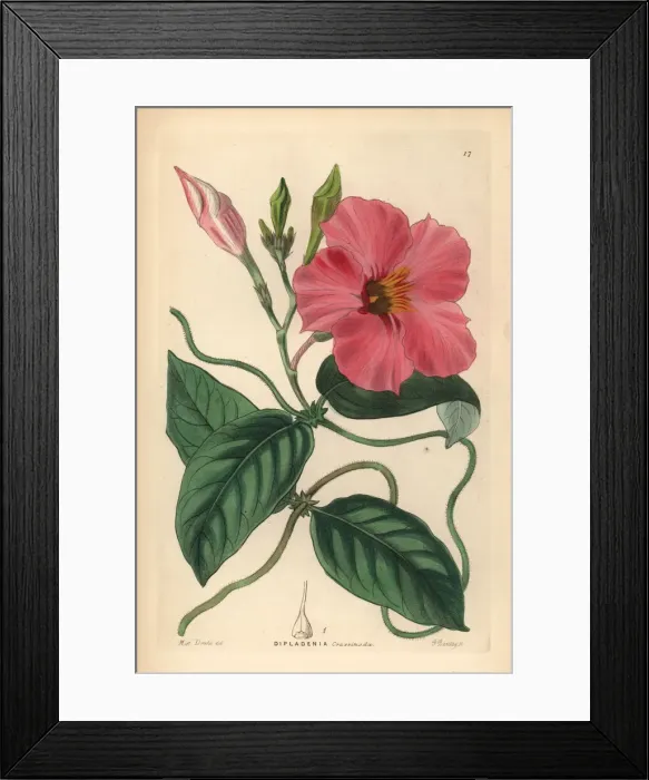 Framed Print : Rocktrumpet, Mandevilla martiana Framed Print : Rocktrumpet, Mandevilla martiana