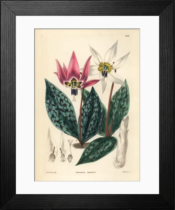 Framed Print : Dogtooth violet, Erythronium dens-canis Framed Print : Dogtooth violet, Erythronium dens-canis
