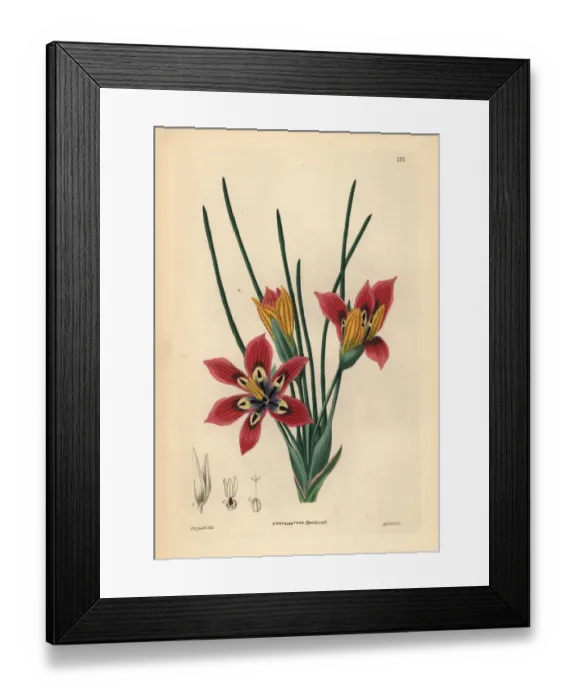 Framed Print : Romulea monadelpha Framed Print : Romulea monadelpha