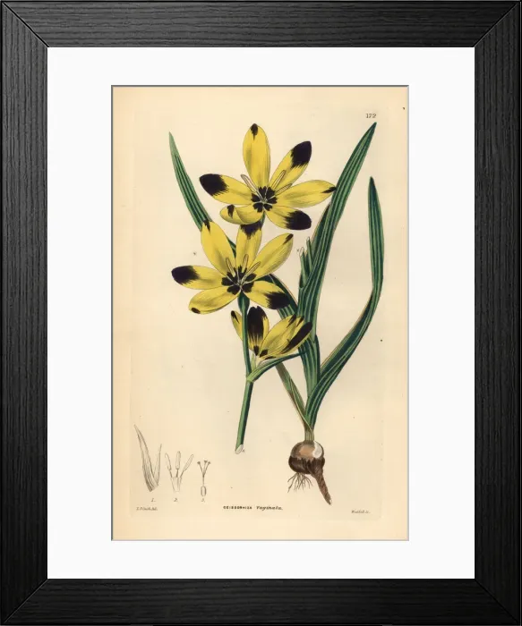 Framed Print : Hesperantha vaginata Framed Print : Hesperantha vaginata