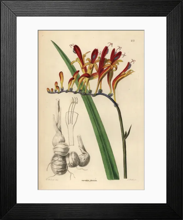 Framed Print : Coppertips or montbretia, Crocosmia fucata Framed Print : Coppertips or montbretia, Crocosmia fucata