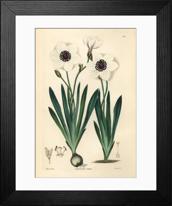 Framed Print : Harlequin flower, Sparaxis elegans Framed Print : Harlequin flower, Sparaxis elegans
