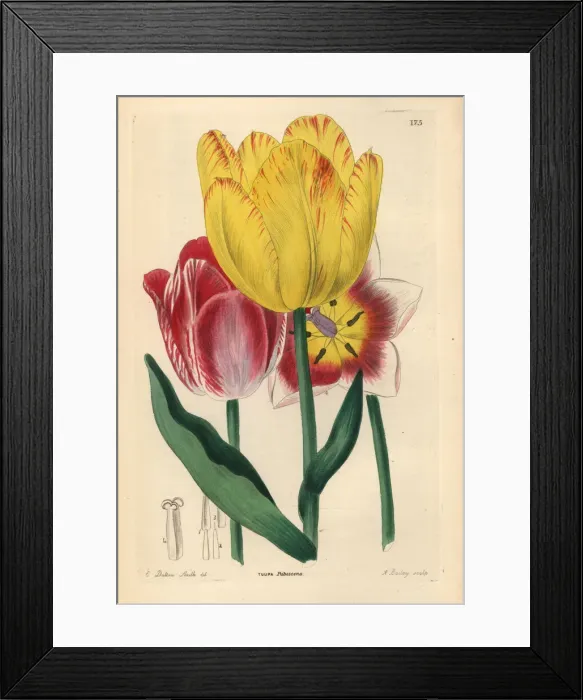 Framed Print : Didiers tulip or garden tulip, Tulipa gesneriana Framed Print : Didiers tulip or garden tulip, Tulipa gesneriana