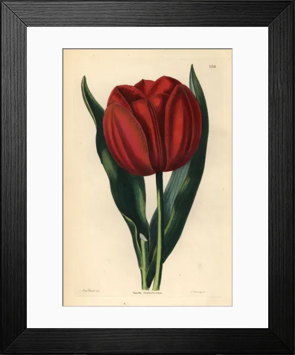 Framed Print : Didiers tulip or garden tulip, Tulipa gesneriana Framed Print : Didiers tulip or garden tulip, Tulipa gesneriana