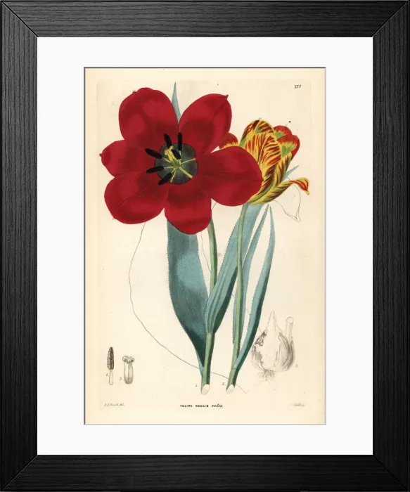Framed Print : Tulipa agenensis Framed Print : Tulipa agenensis