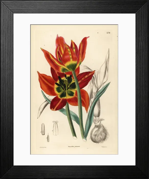 Framed Print : Tulipa agenensis Framed Print : Tulipa agenensis
