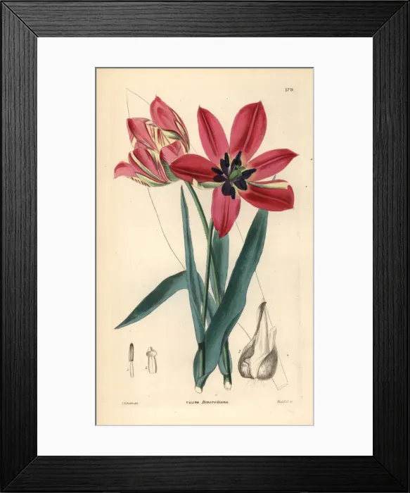 Framed Print : Didiers tulip or garden tulip, Tulipa gesneriana