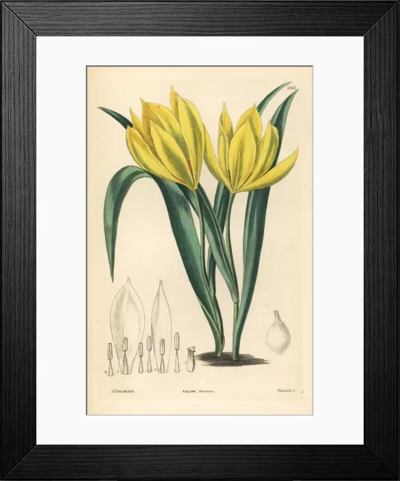 Framed Print : Wild tulip, Tulipa sylvestris Framed Print : Wild tulip, Tulipa sylvestris