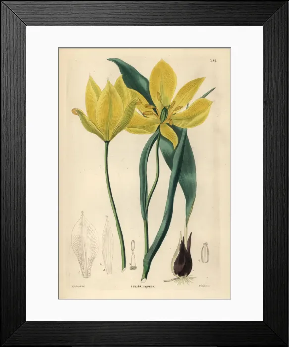 Framed Print : Didiers tulip or garden tulip, Tulipa gesneriana Framed Print : Didiers tulip or garden tulip, Tulipa gesneriana