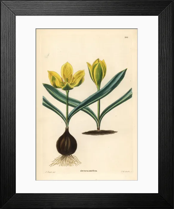Framed Print : Single-flowered tulip, Tulipa uniflora Framed Print : Single-flowered tulip, Tulipa uniflora