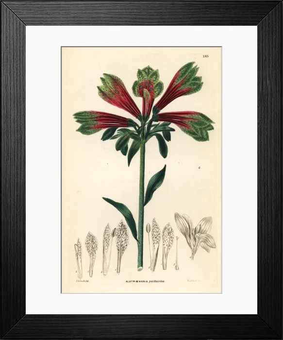 Framed Print : Parrot lily or Peruvian lily, Alstroemeria pulchella Framed Print : Parrot lily or Peruvian lily, Alstroemeria pulchella