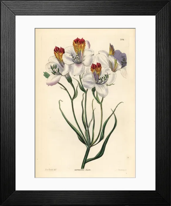 Framed Print : St. Martins flower, Alstroemeria ligtu Framed Print : St. Martins flower, Alstroemeria ligtu