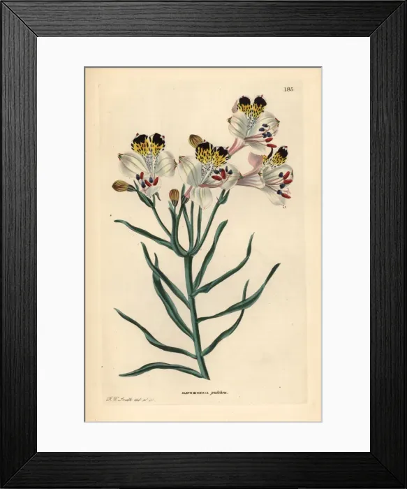 Framed Print : St. Martins flower, Alstroemeria pulchra Framed Print : St. Martins flower, Alstroemeria pulchra