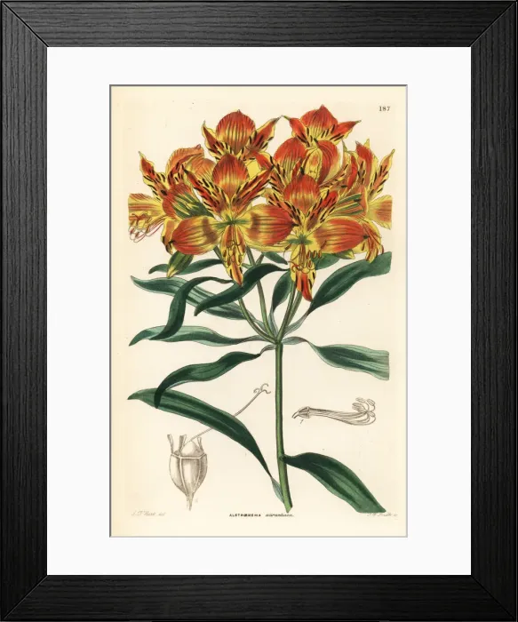 Framed Print : Orange Peruvian lily, Alstroemeria aurea Framed Print : Orange Peruvian lily, Alstroemeria aurea