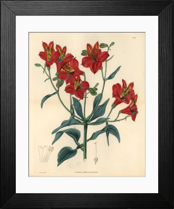 Framed Print : Sims Peruvian lily, Alstroemeria ligtu subsp. simsii Framed Print : Sims Peruvian lily, Alstroemeria ligtu subsp. simsii