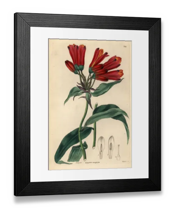 Framed Print : Taper-leaved bomarea or yatzi, Bomarea acutifolia Framed Print : Taper-leaved bomarea or yatzi, Bomarea acutifolia