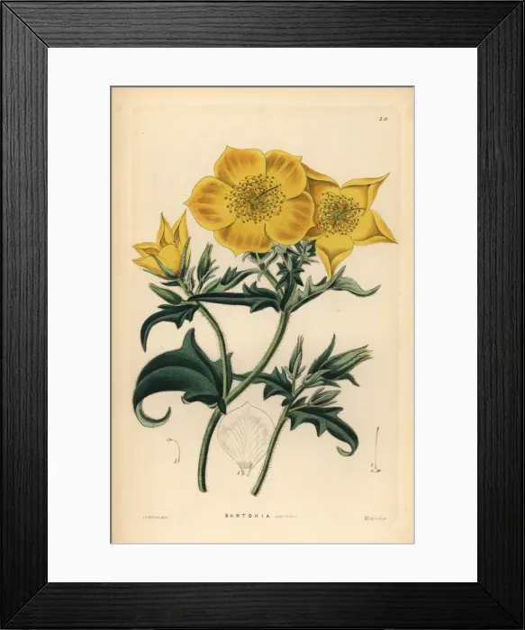 Framed Print : Golden bartonia, Bartonia aurea Framed Print : Golden bartonia, Bartonia aurea
