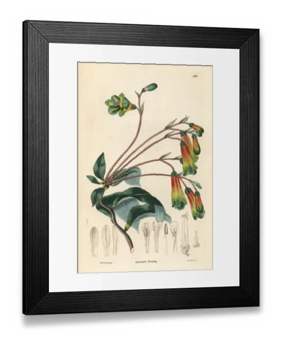 Framed Print : Pink bomarea, Bomarea edulis Framed Print : Pink bomarea, Bomarea edulis