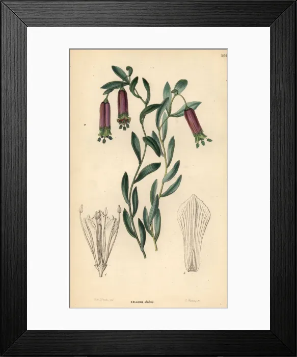 Framed Print : Bomarea dulcis Framed Print : Bomarea dulcis