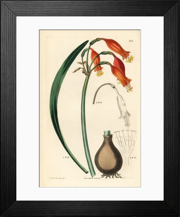 Framed Print : Stenomesson miniatum Framed Print : Stenomesson miniatum