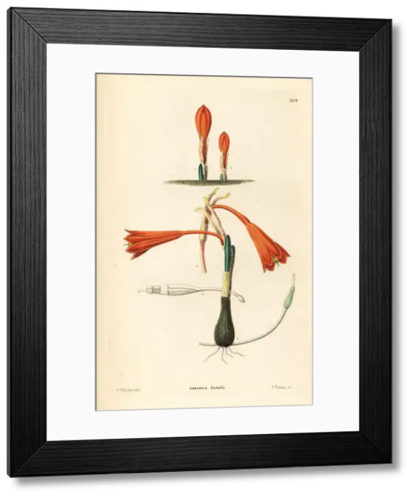 Framed Print : Clinanthus humilis
