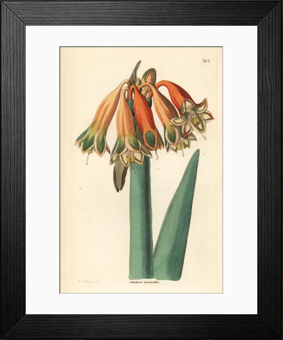 Framed Print : Clinanthus incarnatus Framed Print : Clinanthus incarnatus