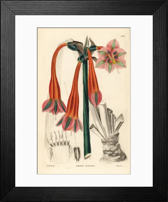 Framed Print : Clinanthus incarnatus Framed Print : Clinanthus incarnatus