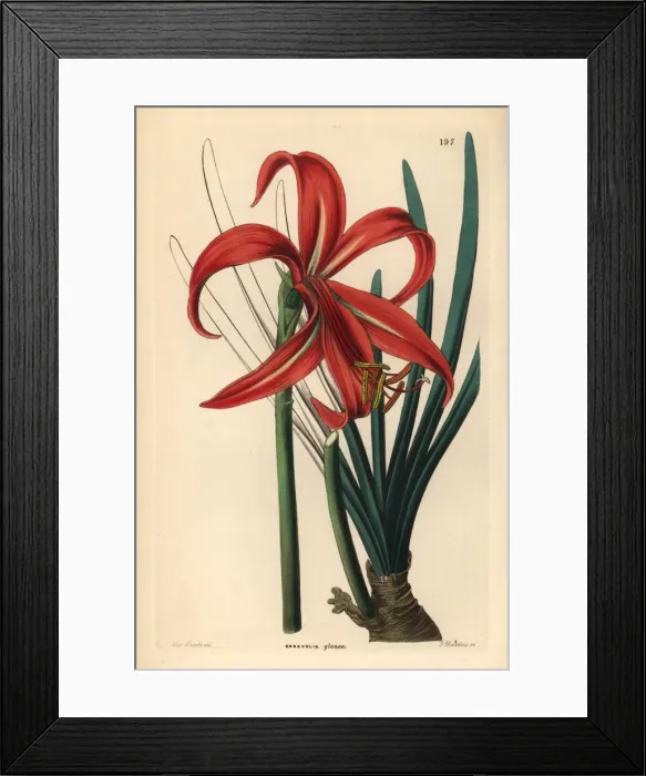 Framed Print : Aztec lily, Sprekelia formosissima Framed Print : Aztec lily, Sprekelia formosissima