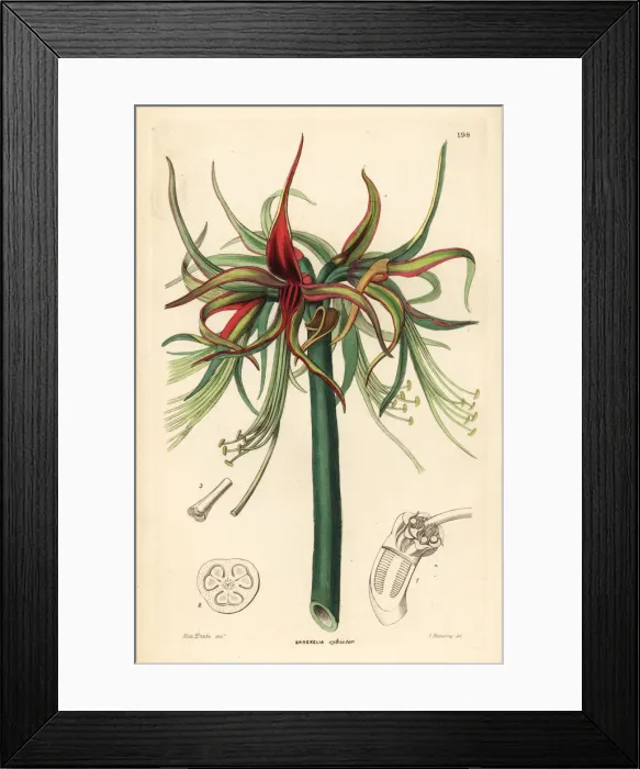 Framed Print : Hippeastrum cybister Framed Print : Hippeastrum cybister