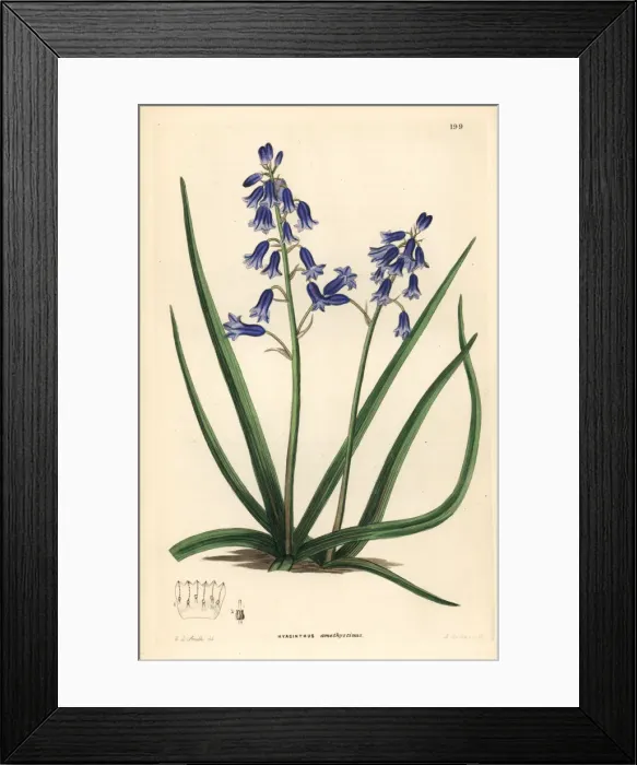 Framed Print : Brimeura amethystina Framed Print : Brimeura amethystina