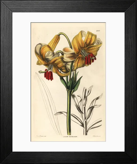Framed Print : Yellow Japan lily, Lilium testaceum Framed Print : Yellow Japan lily, Lilium testaceum