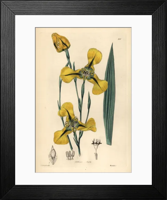 Framed Print : Mr. Herberts cypella, Cypella herbertii Framed Print : Mr. Herberts cypella, Cypella herbertii