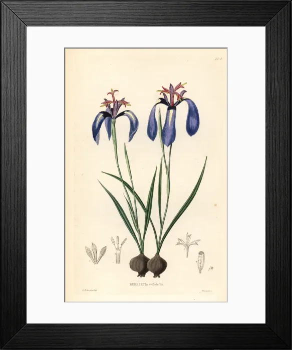 Framed Print : Pretty herbertia, Herbertia pulchella Framed Print : Pretty herbertia, Herbertia pulchella