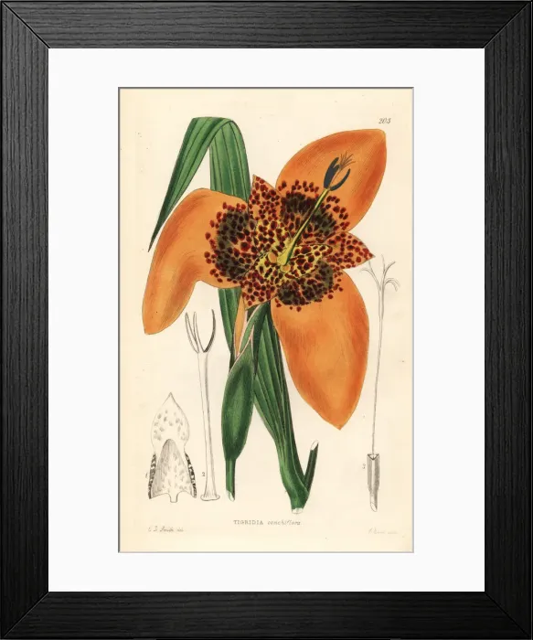 Framed Print : Mexican shellflower, Tigridia pavonia Framed Print : Mexican shellflower, Tigridia pavonia