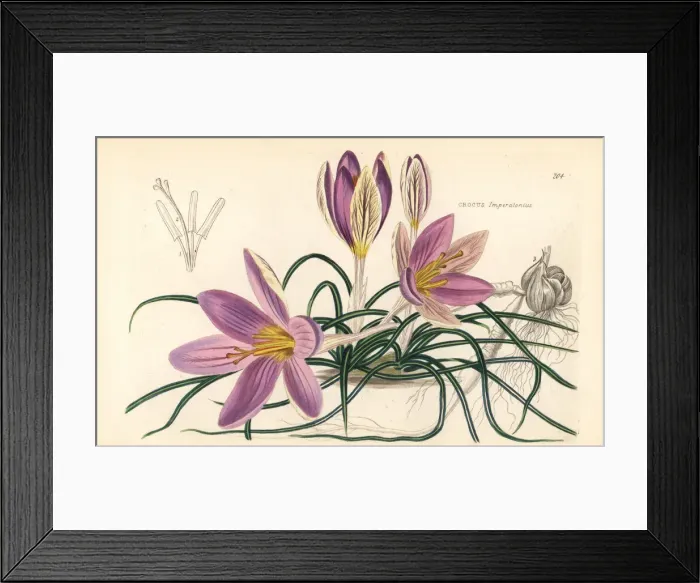Framed Print : Crocus imperati Framed Print : Crocus imperati