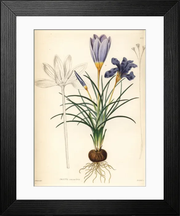 Framed Print : Fragrant crocus, Crocus suaveolens Framed Print : Fragrant crocus, Crocus suaveolens