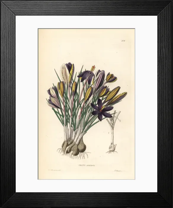Framed Print : Crocus minimus Framed Print : Crocus minimus
