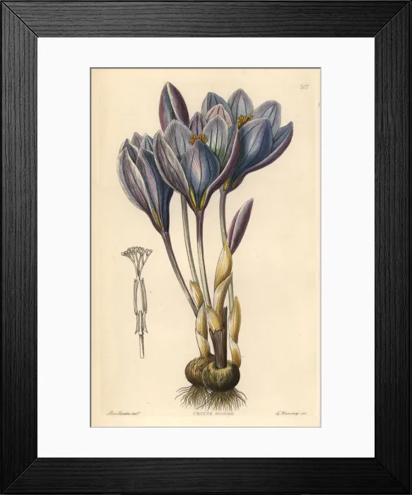 Framed Print : Showy Autumn crocus, Crocus speciosus Framed Print : Showy Autumn crocus, Crocus speciosus