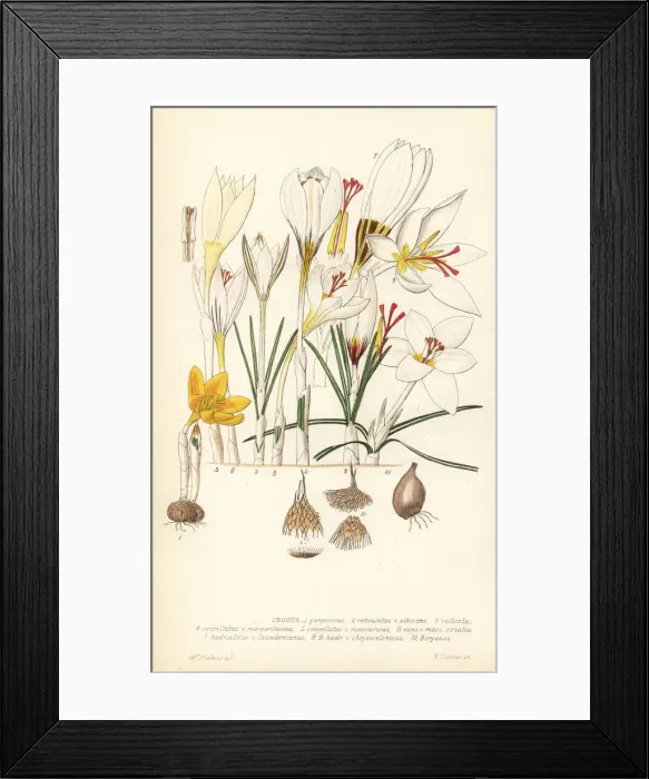 Framed Print : Crocuses, Croci Framed Print : Crocuses, Croci
