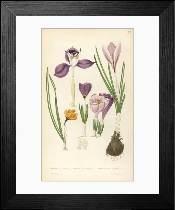 Framed Print : Crocuses, Croci Framed Print : Crocuses, Croci