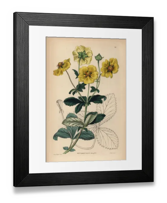 Framed Print : Showy cinquefoil, Potentilla insignis Framed Print : Showy cinquefoil, Potentilla insignis