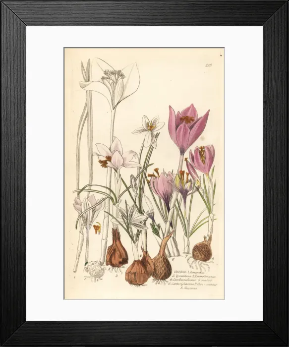 Framed Print : Crocuses, Croci Framed Print : Crocuses, Croci