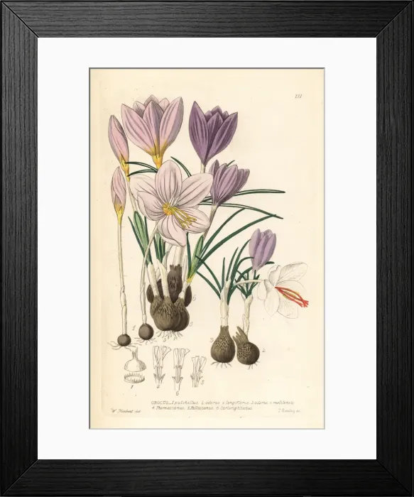 Framed Print : Crocuses, Croci Framed Print : Crocuses, Croci