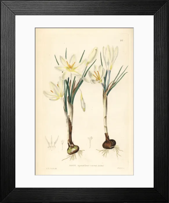 Framed Print : Dutch yellow crocus, Crocus flavus Framed Print : Dutch yellow crocus, Crocus flavus