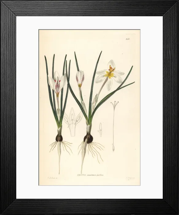 Framed Print : Silvery crocus, Crocus biflorus Framed Print : Silvery crocus, Crocus biflorus