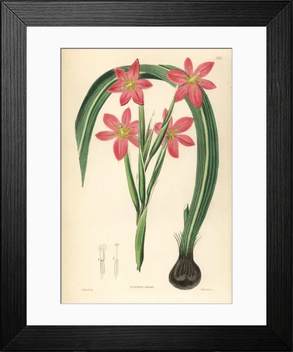Framed Print : Cape tulip, Moraea miniata Framed Print : Cape tulip, Moraea miniata