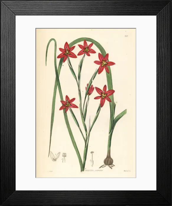 Framed Print : Cape tulip, Moraea miniata