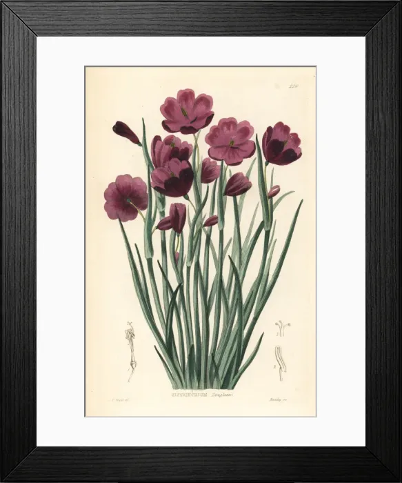Framed Print : Douglas grasswidow, Olsynium douglasii Framed Print : Douglas grasswidow, Olsynium douglasii